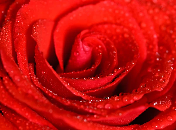 Gotas de água em uma rosa — Fotografia de Stock