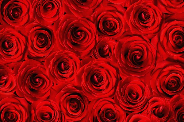 Background of red roses — Stock Photo, Image