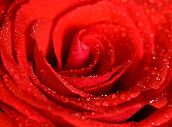 Water drops on a rose Stock Image