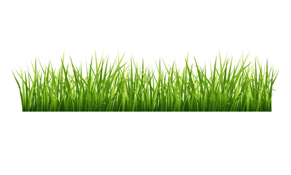 Grass — Stock Vector