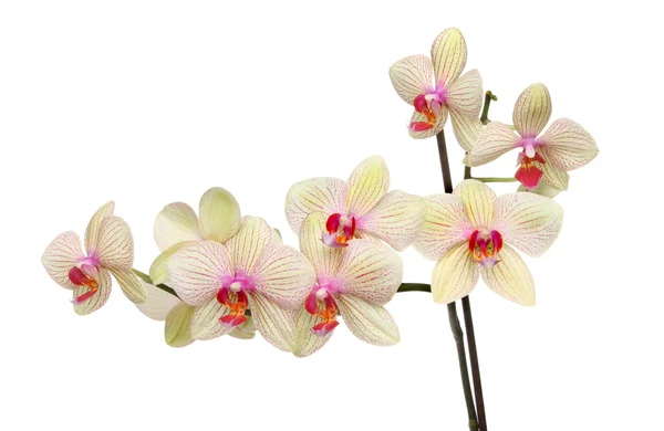 Traça orquídea — Fotografia de Stock
