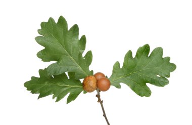 Meşe yaprağı