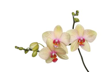 Moth orchid clipart