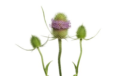 teasel bitki