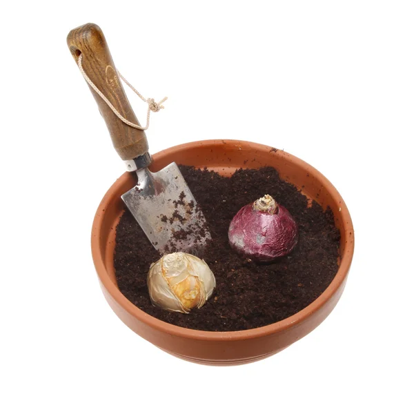 Bulbos de jacinto em um pote — Fotografia de Stock