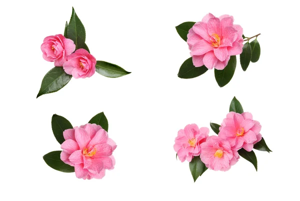 Camellia val — Stockfoto