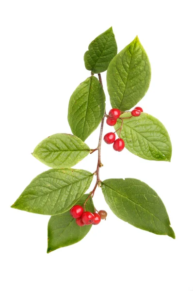 Cotoneaster — Foto de Stock