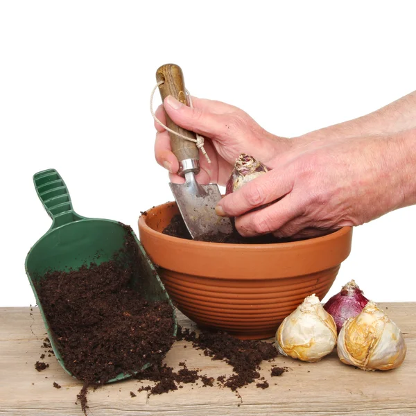 Hände pflanzen Zwiebeln — Stockfoto