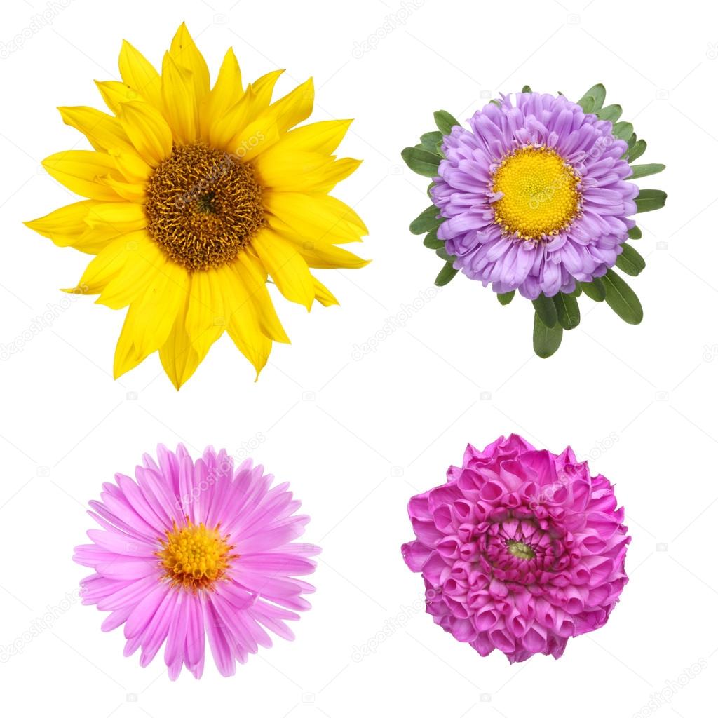 Flower selection