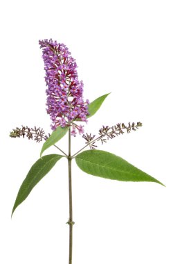 Buddleia