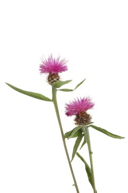 ortak knapweed