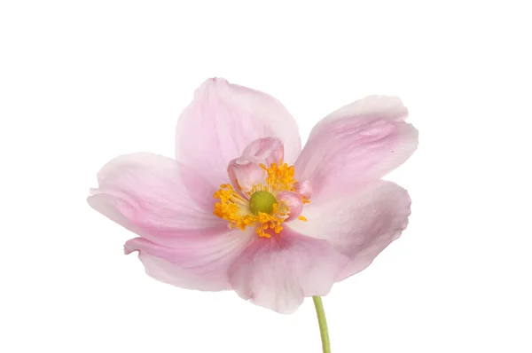 Anemone närbild — Stockfoto