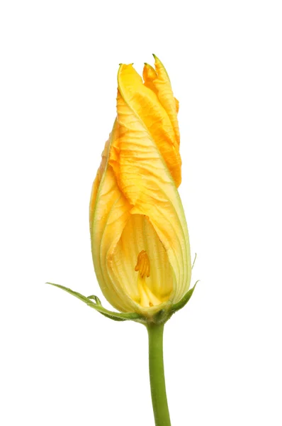 Kwiat cukinii — Zdjęcie stockowe