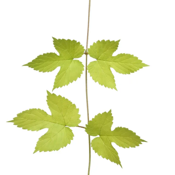 Hop leaves — Stock Photo, Image