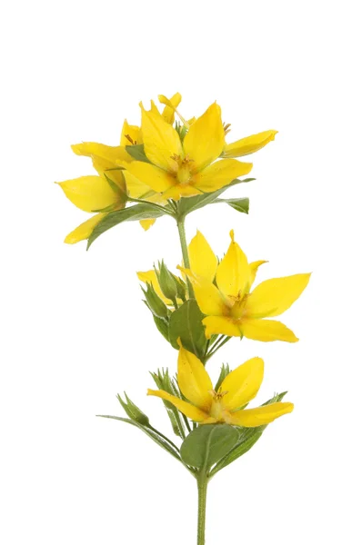 Yellow loosestrife — Stock Photo, Image