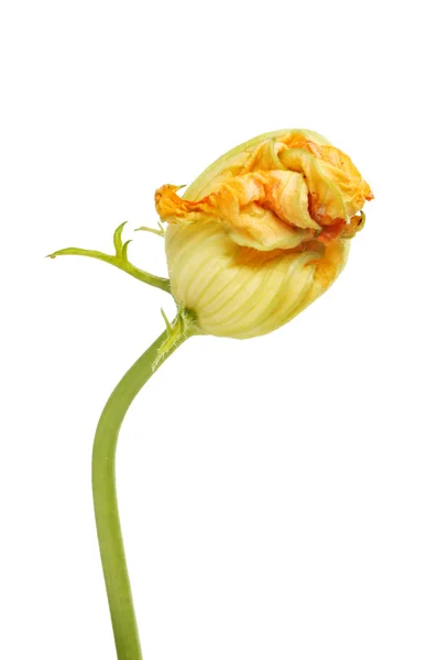Fleur de courgette usée — Photo