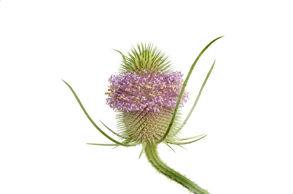 Teasel — стокове фото