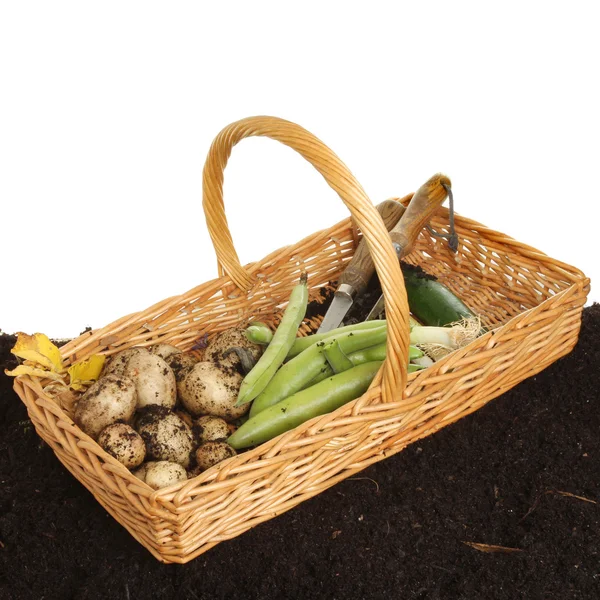 菜园里的蔬菜在篮子里 — 图库照片