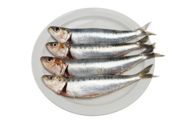 dört sardalya