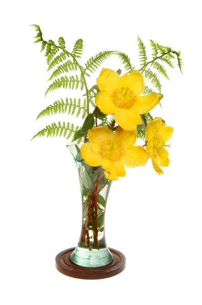 Hypericum in vase — Stock Photo, Image
