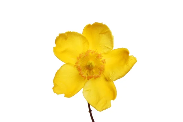Yellow hypericum — Stock Photo, Image