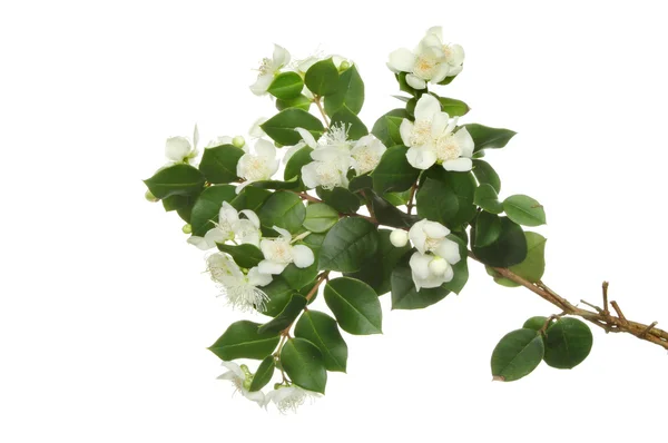 Mirto primavera online verano 2019