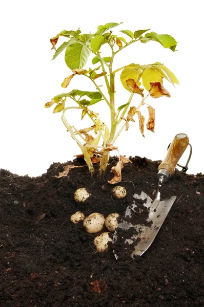 Patates bitkiaardappel plant — Stockfoto