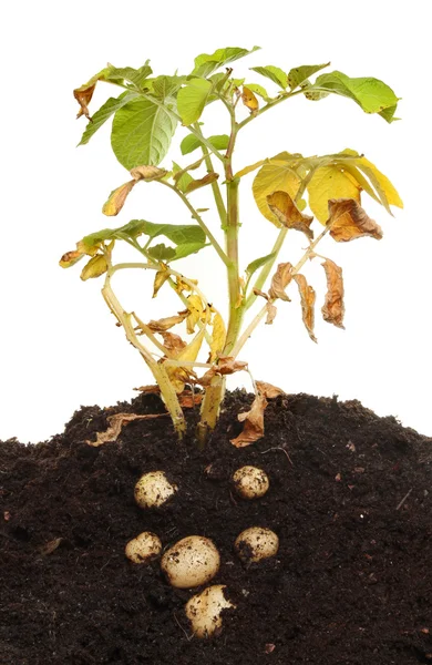 Potato plant — Stock Photo, Image