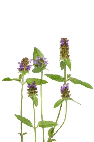 Wild flower selfheal — Stock fotografie