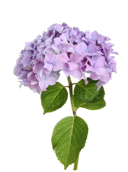 Hortensia Imagen De Stock