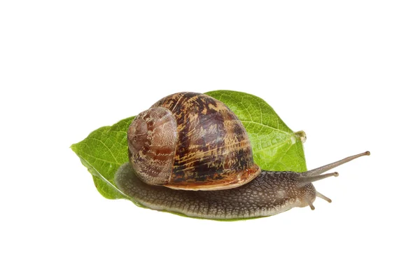 Garden snail — Stock Photo, Image