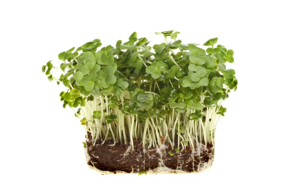 Crescione d'insalata — Foto Stock
