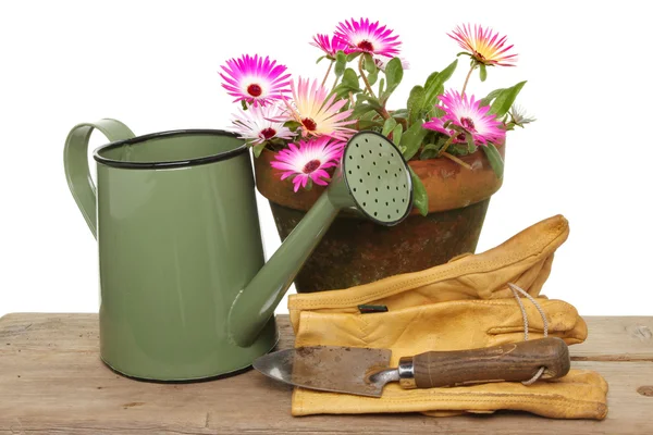 Daisy flowers and watering can — Stok fotoğraf