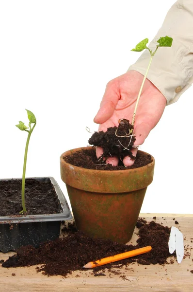 Topfpflanzen — Stockfoto