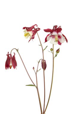 Aquilegia