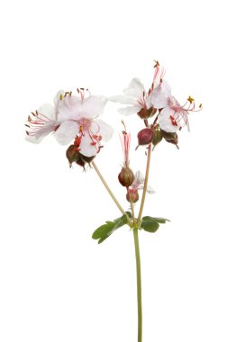 Wild geranium flower clipart