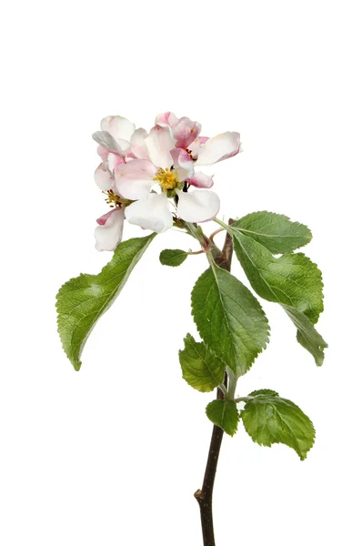 Apple blossom and leaves — Stock Photo, Image