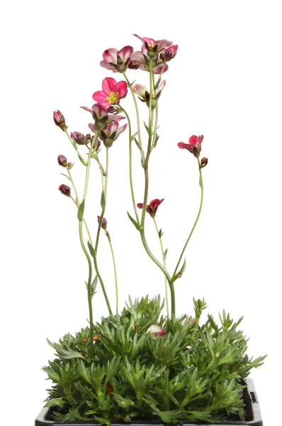 Saxifraga — Fotografia de Stock