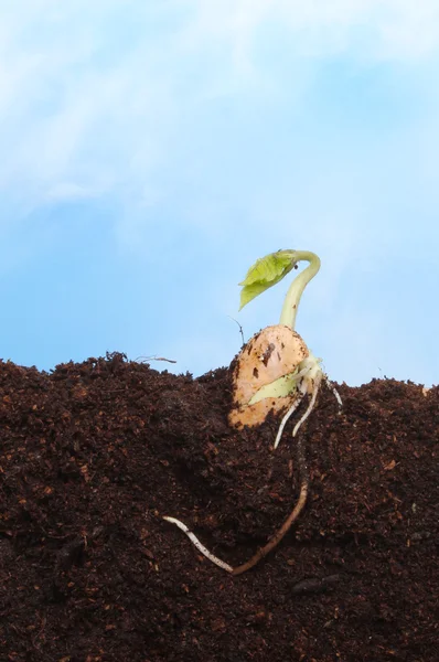 Çimlenmiş tohum — Stok fotoğraf
