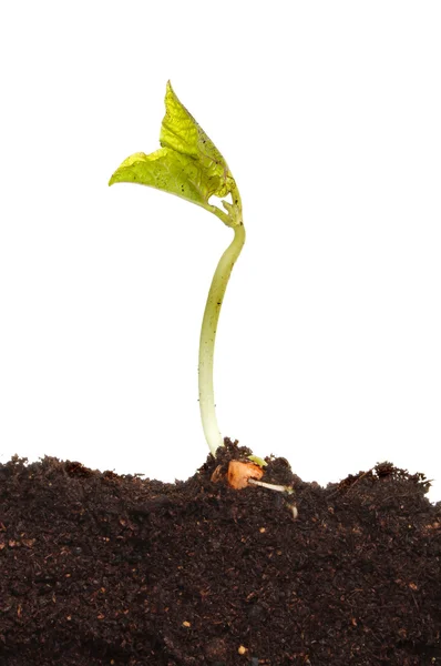 Seedling in soil — Stock Photo, Image