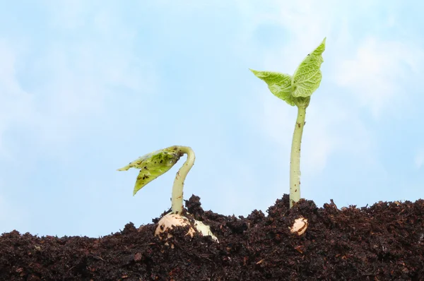 Two seedlings against a sky — Stock Photo, Image