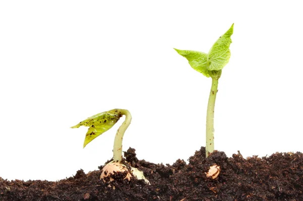 Two seedlings — Stock Photo, Image