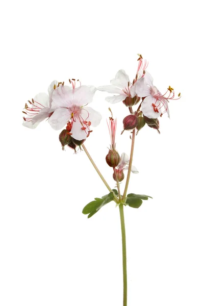 Vilda geranium blomma — Stockfoto