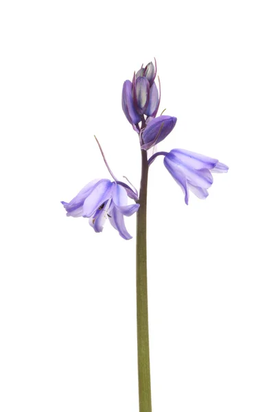 Bluebell. — Foto de Stock