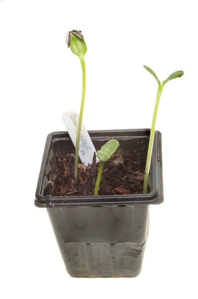 Sunflower seedlings — Stok fotoğraf