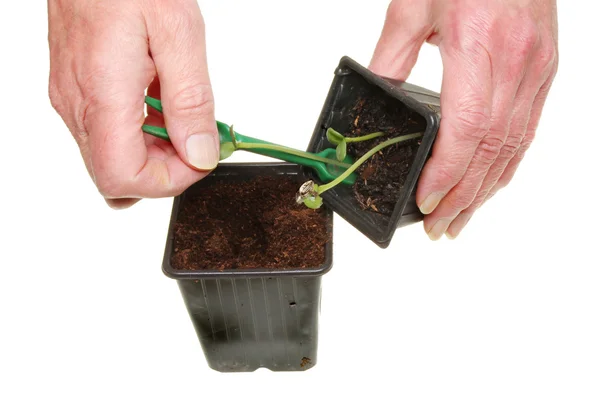 Transplanting seedlings — Stock Photo, Image