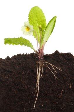 toprak çuha çiçeği