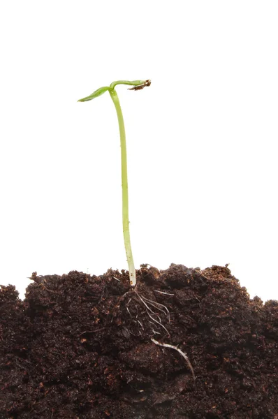 Germinating sunflower — Stock Photo, Image