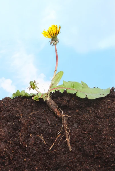karahindiba gökyüzü