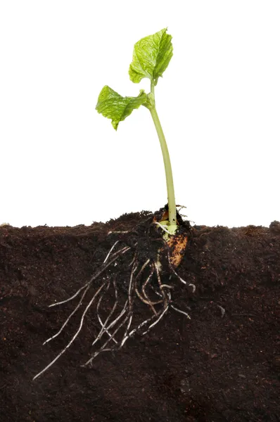 Runner bean in soil — Stock Photo, Image